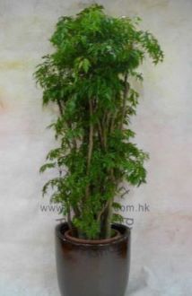 CODE 12999 - Ginseng Plant